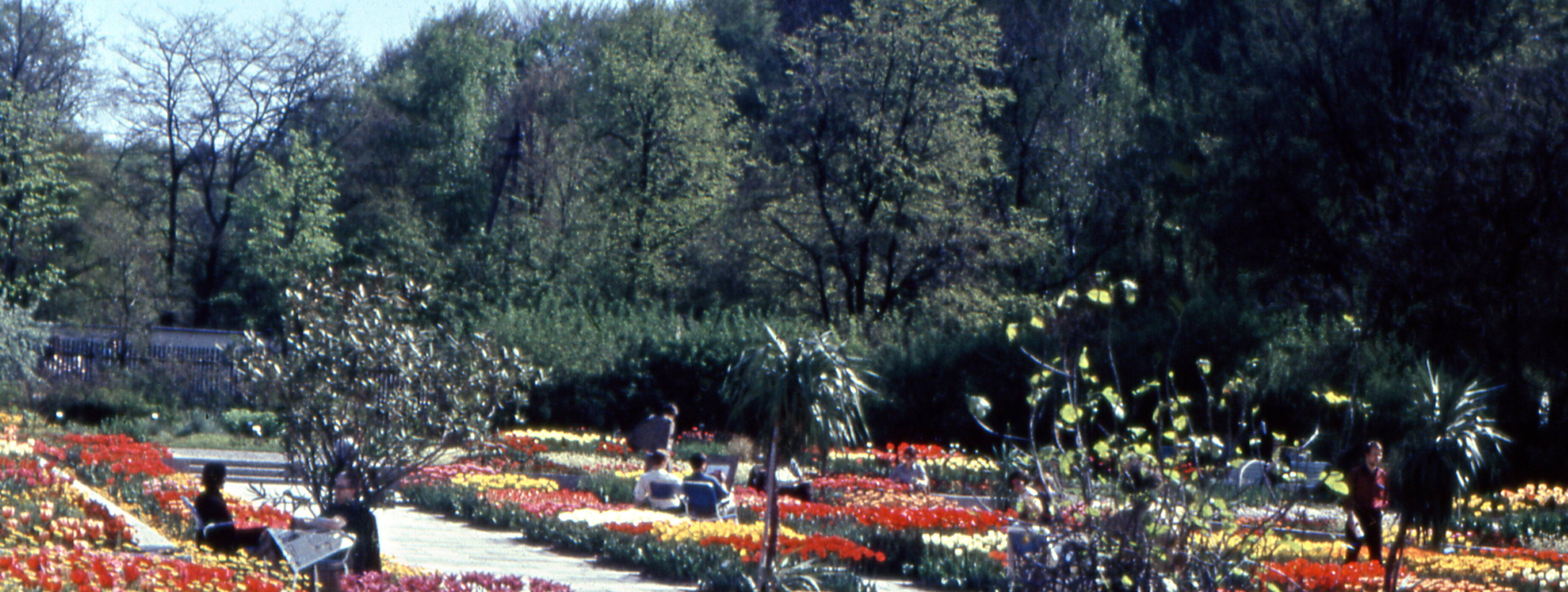 hisxtorische Aufnahme des Botanischen Gartens während der Tulpenblüte in einem Senkgarten, im Hintergrund sind Menschen zu sehen