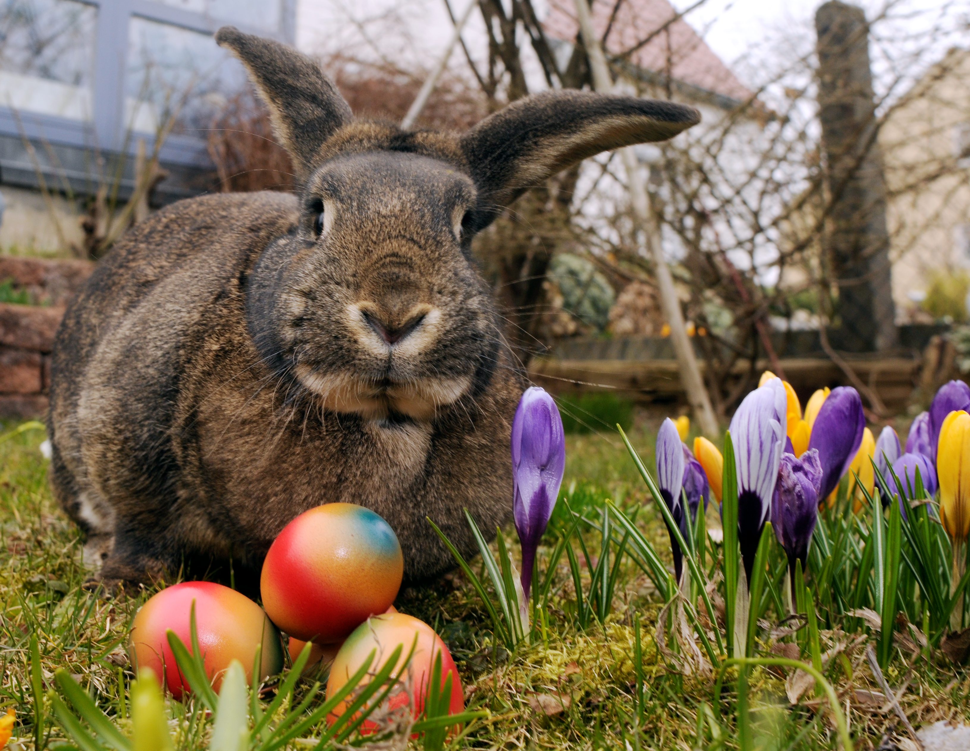 Ein Hase sitzt vor bunt bemalten Eiern.