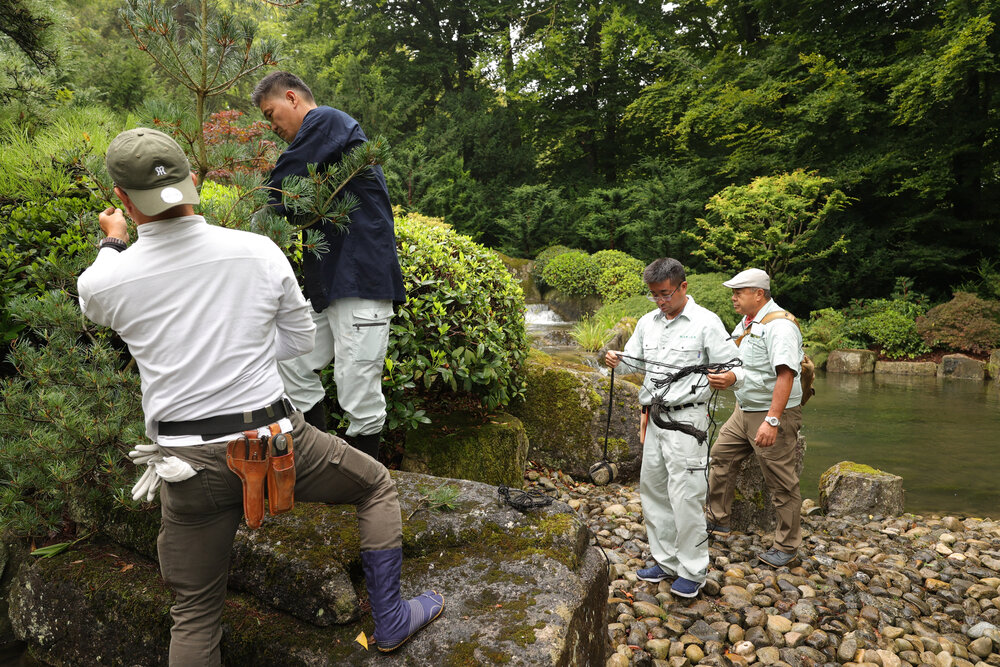 Japaner beschneiden Büsche