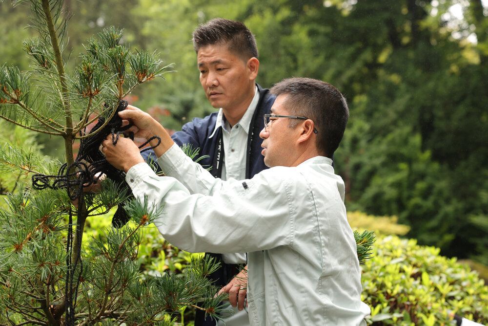 2 Japaner formieren Äste einer Kiefer