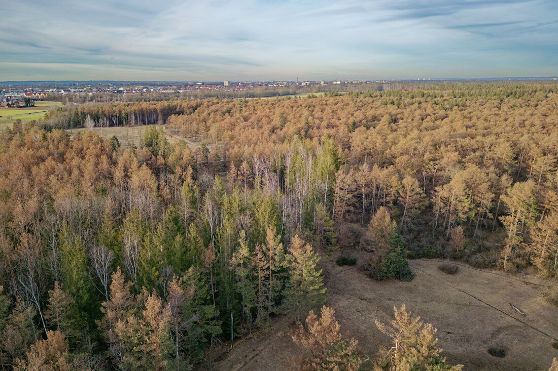 Kiefernwald mit abgestorbenen Bäumen aus der Luft gesehen