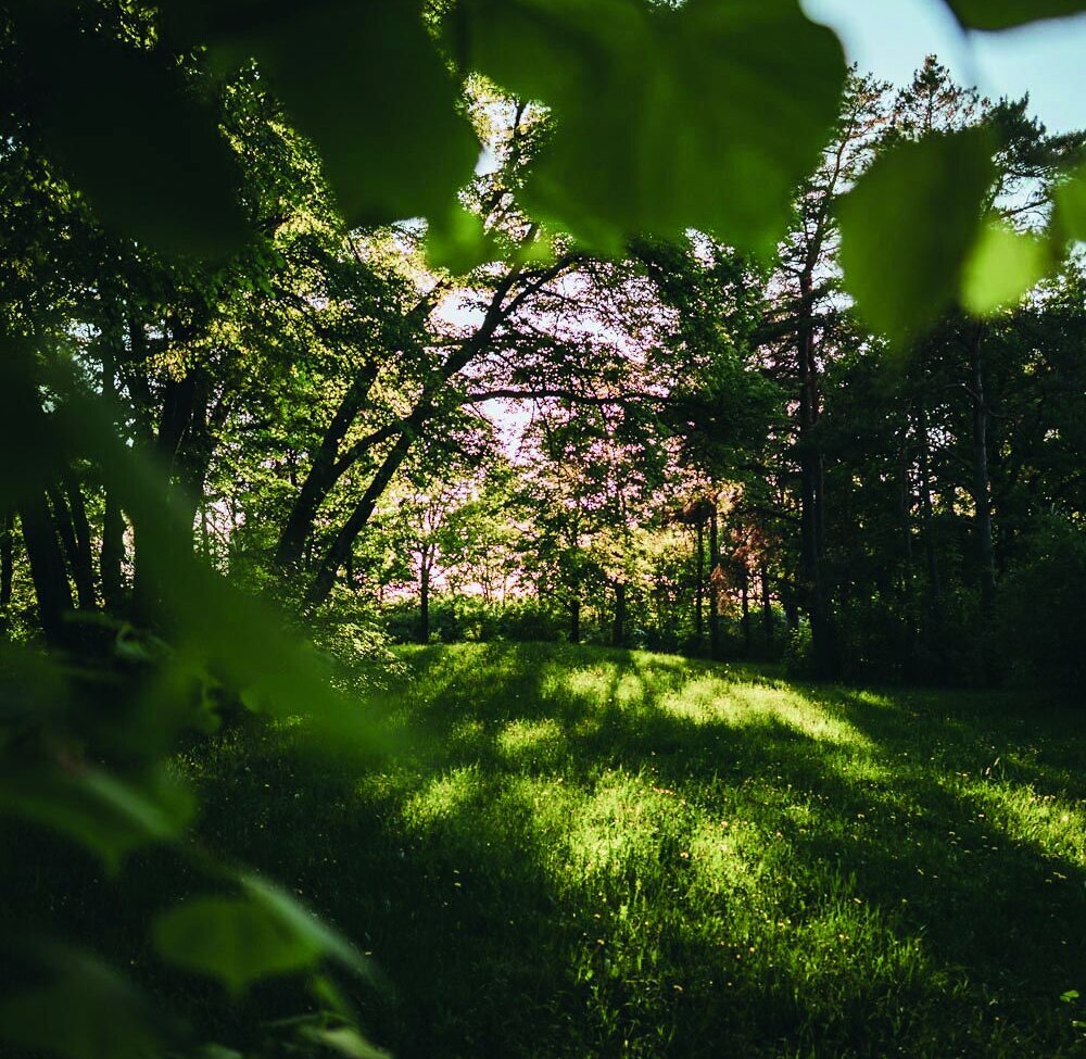 Licht fällt durch belaubte Bäume