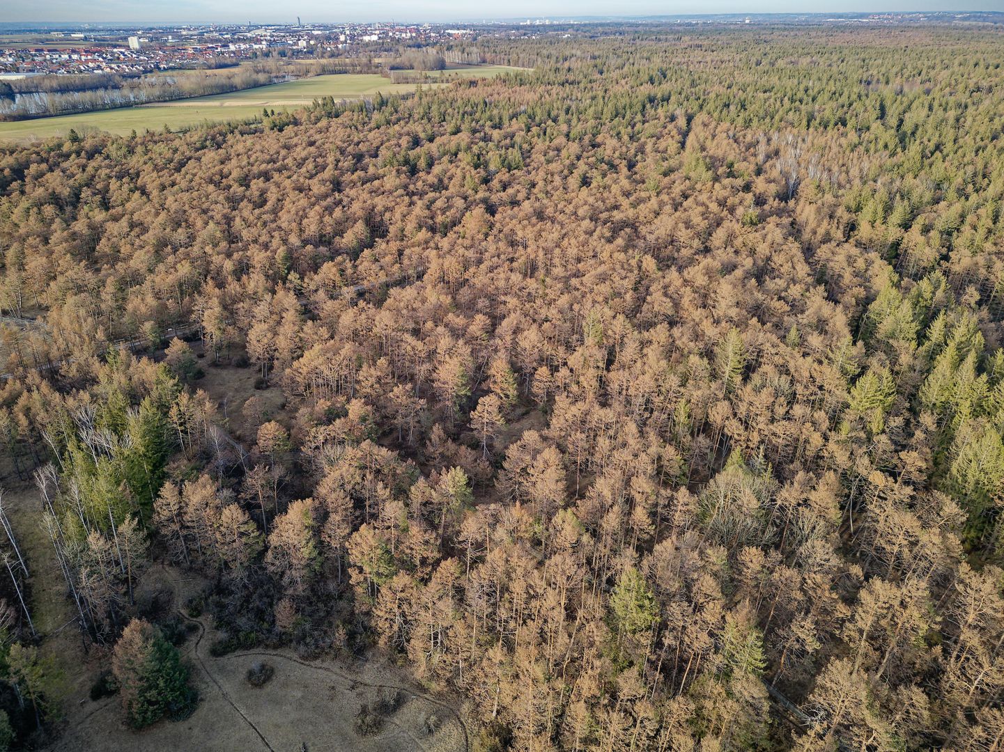 Wald mit überwiegend abgestorbenen Bäumen aus der Vogelperspektive