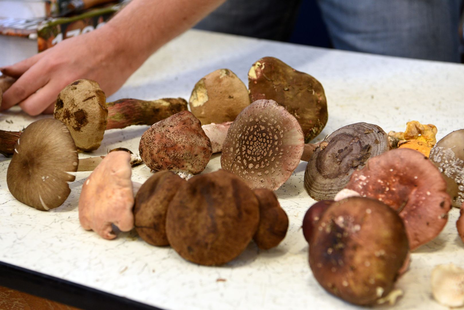 auf einem Tisch sind verschiedene Pilze ausgelegt; im oberen linken Bildrand ist eine Hand zu sehen