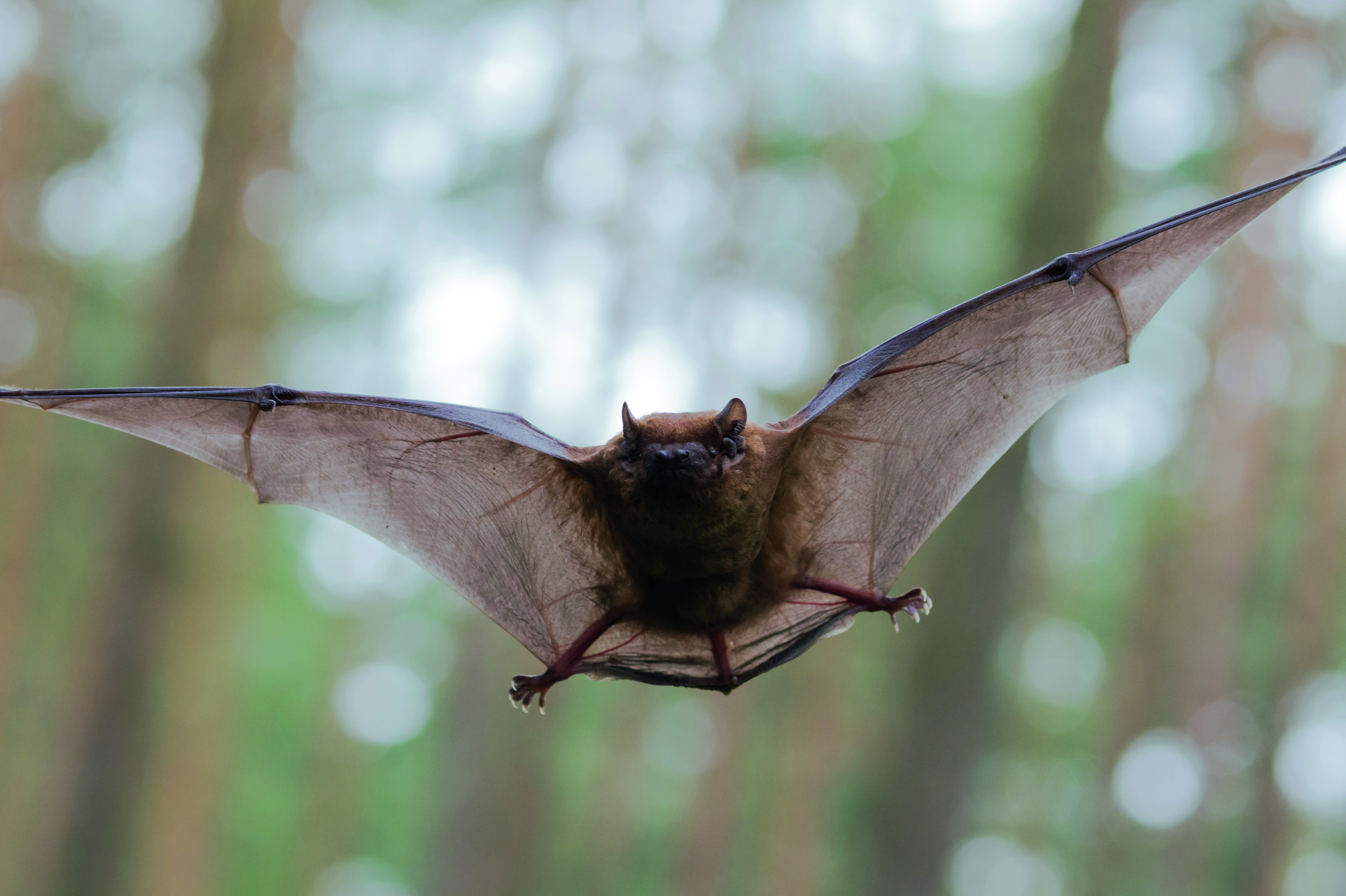 Fliegende Fledermaus