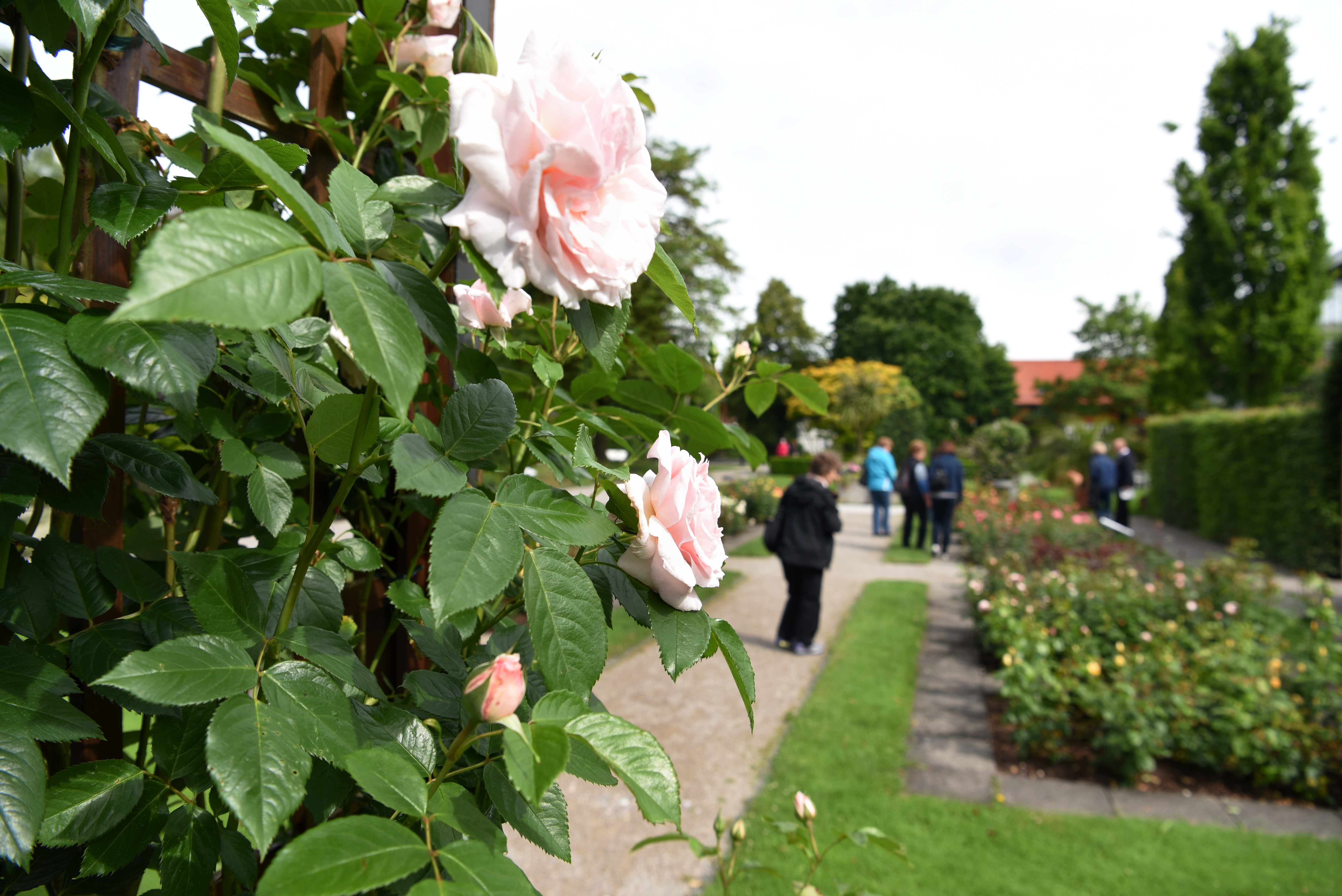 Blick in den Botanischen Garten. Im Vordergrund blüht eine Rose