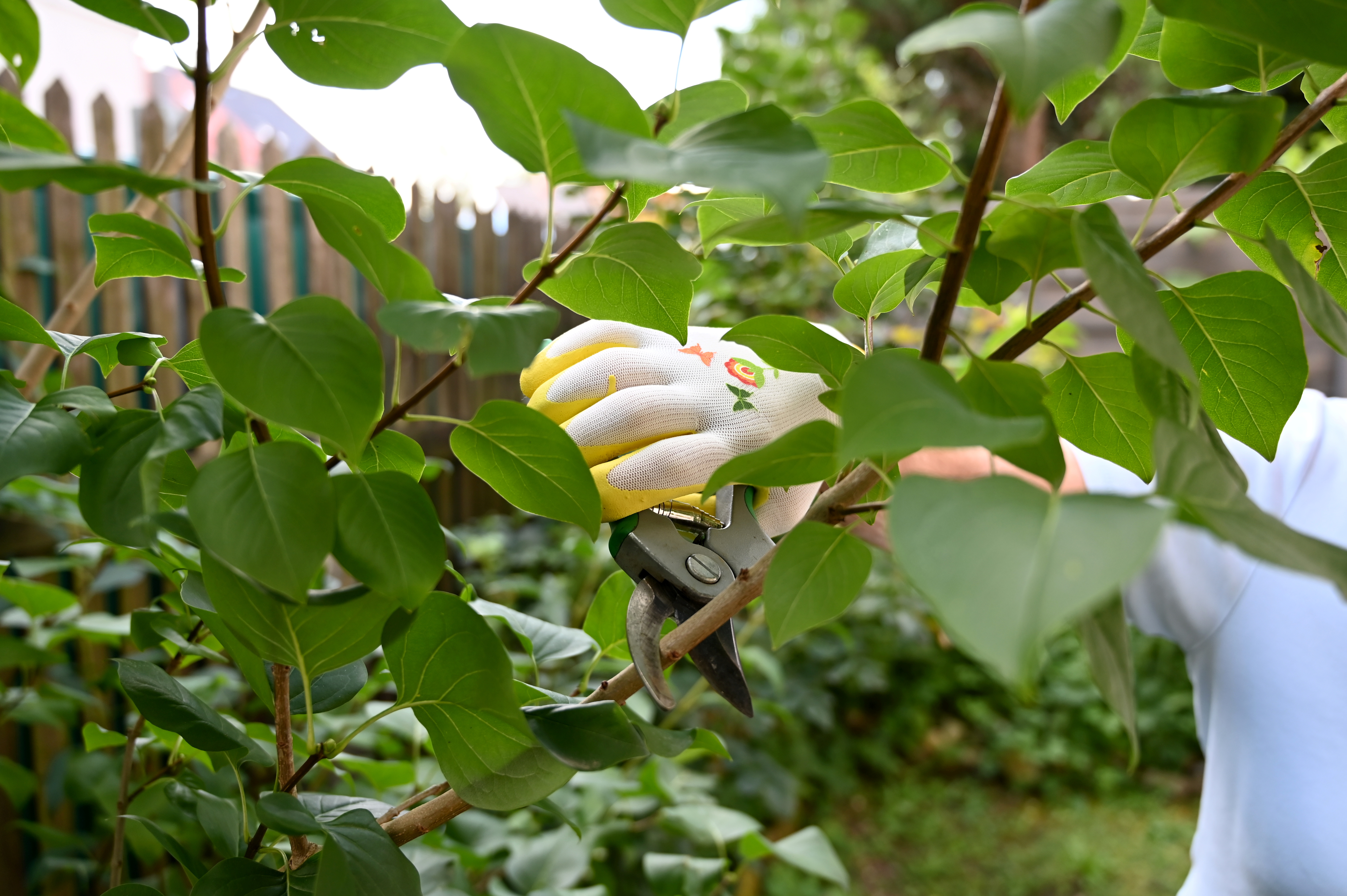 Hand in Schutzhandschuh schneidet mit einer Gartenschere einen belaubten Zwei ab