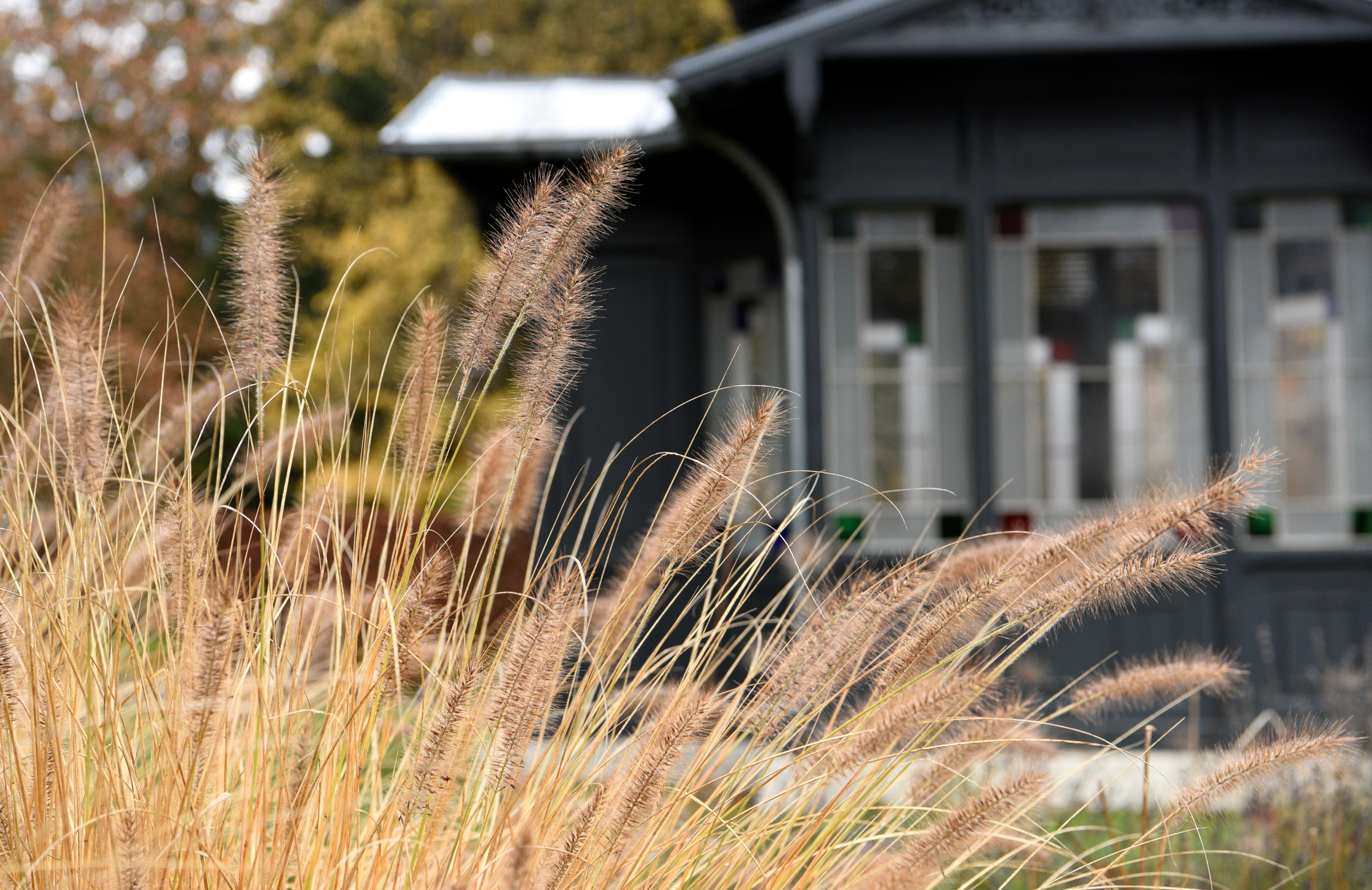 Gräser im Botanischen Garten wehen im Wind