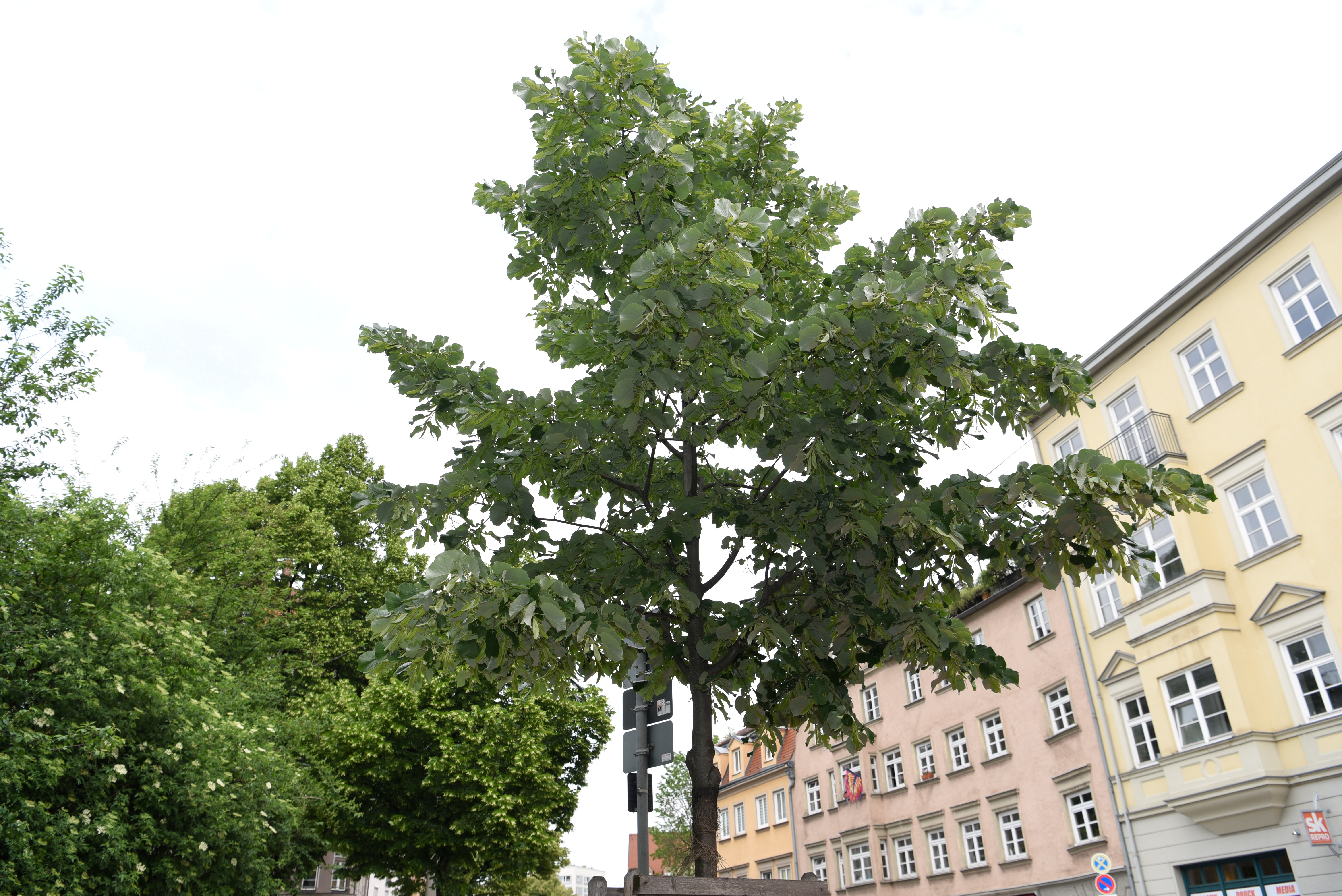 Ein junger Baum steht am Straßenrand in der Innenstadt