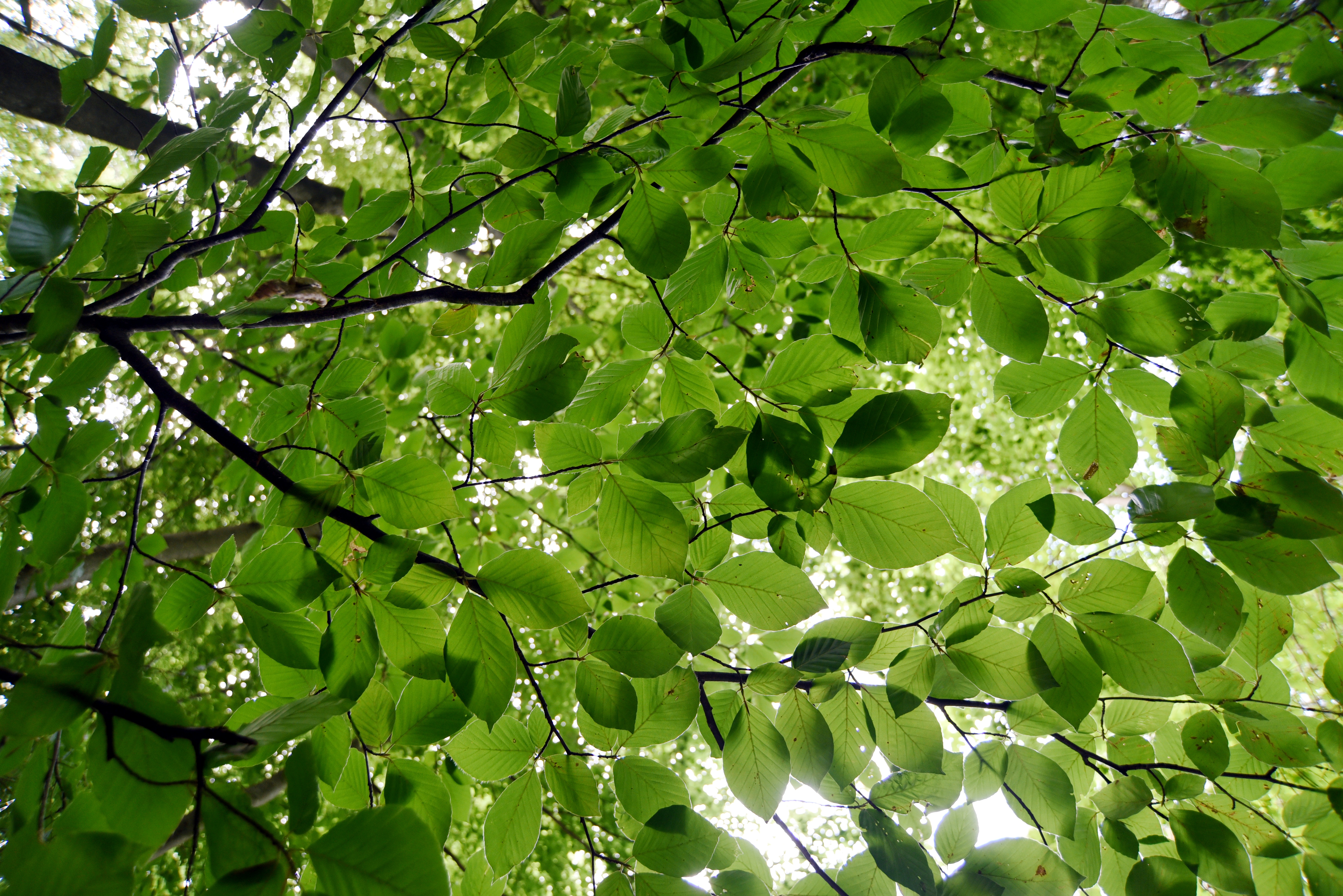 Durch die Blätter eines Baumes scheint die Sonne